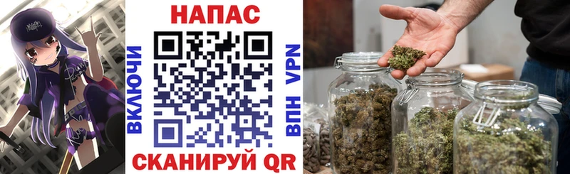 где найти   Бородино  Канабис сатива 